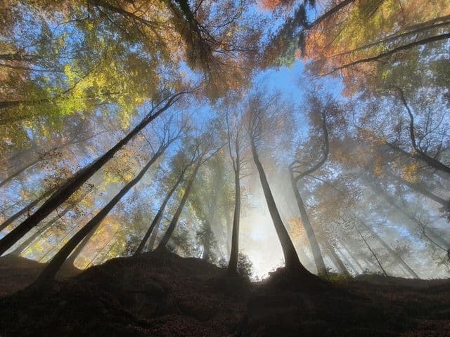 Picture of Luzern-Kriens-Pilatus Forest