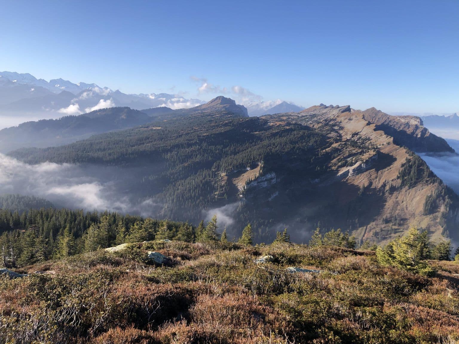 Bild des Grünenbergpass Wald