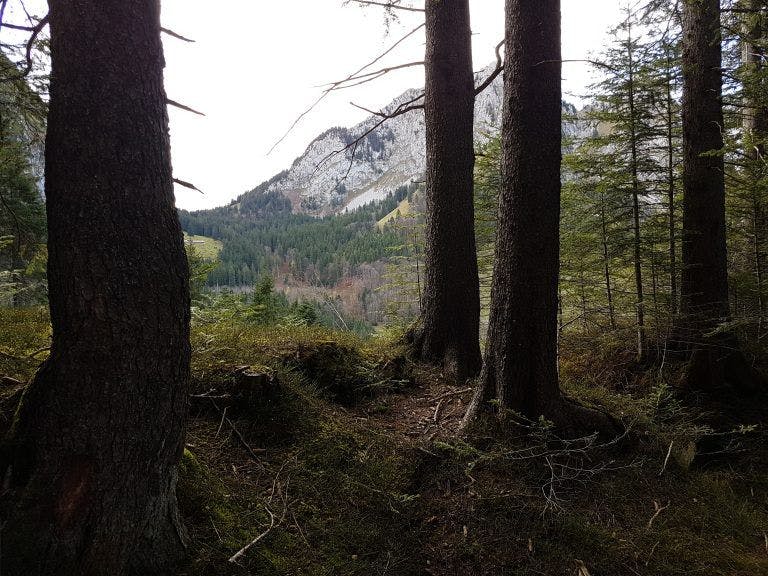 Wald mit Blick auf Berge in Waldschwyz