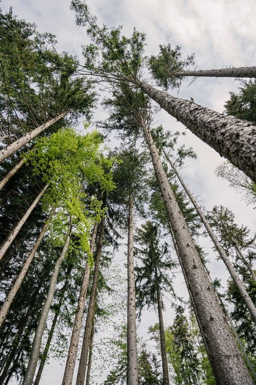 Bild des ValForêt Waldes