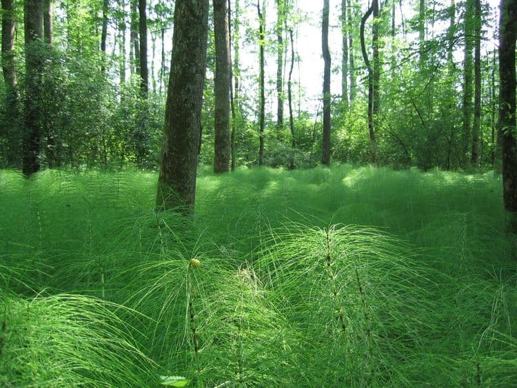 An image of the Bucheggberger forests