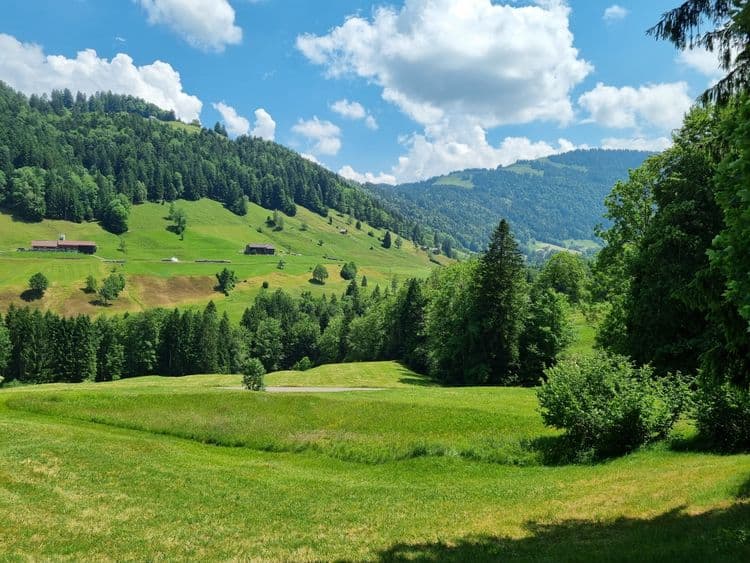 Forest of Tanzboden-Regelstein
