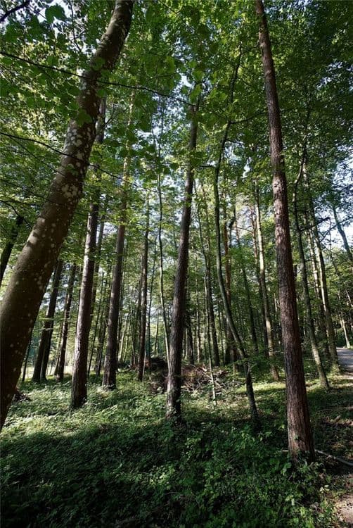 Picture of the Riedbach forest