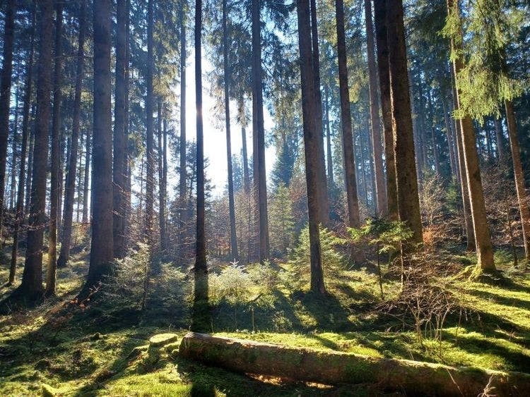 Ein Bild des Gürbe Forst AG Waldes